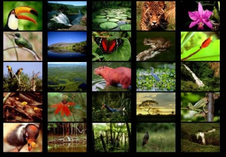 Tropical Rain Forest - Lessons - Blendspace